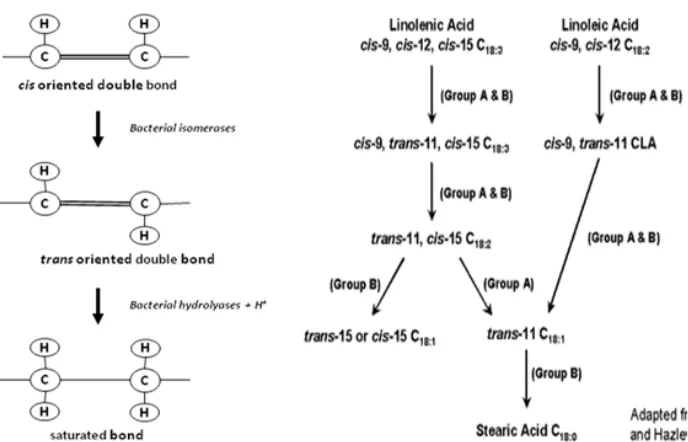 Fig 1. Illustration hydrogenation of unsaturated fatty acids in the rumen [1-3]