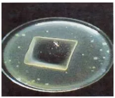 Fig 5. PEO-chitosan hydrogel in bacilluspumilusmedium