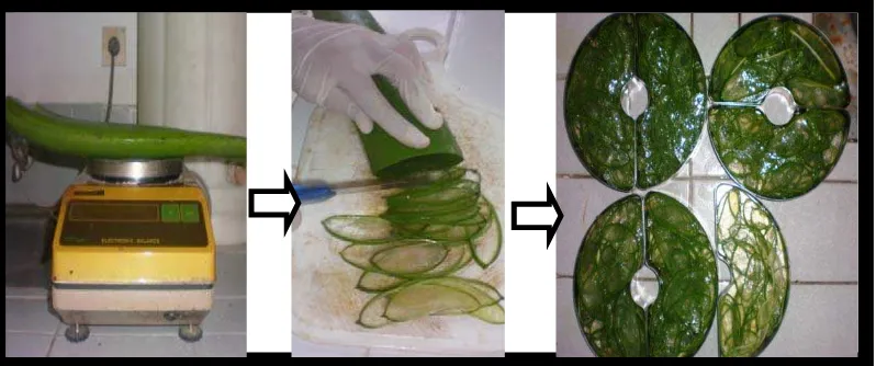 Gambar 5.  Aloe vera ditimbang, diiris tipis lalu disusun dalam cawan. 