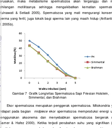 Gambar 7  Grafik Longivitas Spermatozoa Sapi Friesian Holstein,   