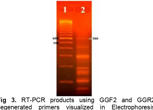 Fig 2. Total RNA visualized in electrophoresis agaroseGel (1) 1.12 μg, (2) 3.36 μg, and (3) 5.60 μg Total RNAof melinjo leaves