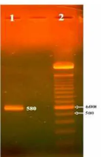 Fig 4. Gel isolated product of RT-PCR fragment usingGGF2 and GGR2 primers (2), DNA marker (1) (scales inbp)