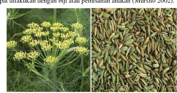 Gambar 3. Tanaman adas dan biji tanaman adas (BBP2PT Surabaya). 