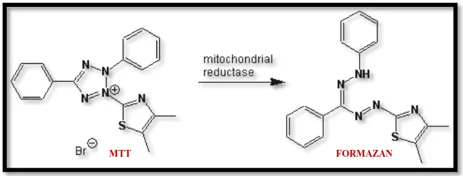 Gambar 4. Reaksi Reduksi MTT menjadi Formazan16  