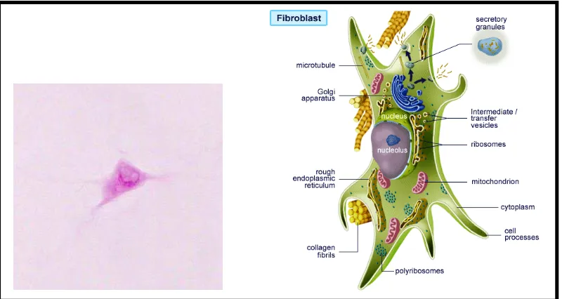 Gambar 5. Sel fibroblas 