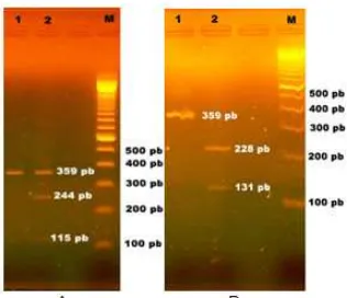 Fig 3. Electrophoresis of PCR fragments digestionusing BamHI (A) and BseDI (B). M = DNA marker,(1) Chicken nugget (2) Pork nugget