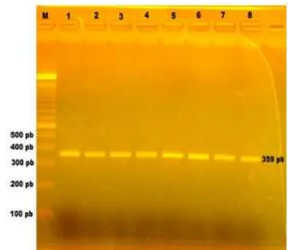 Fig 4. Electrophoresis of PCR product of chicken nuggetwith various pork content. (M) DNA Marker, (1) Negativecontrol(3)(6) CN-25%Pork, (7) CN-50%Pork, (8) Positive control(chickennugget-CN),(2)CN-1%PorkCN-2%Pork,(4)CN-5%Pork,(5)CN-10%Pork,(Pork nugget)