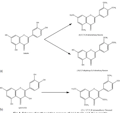 Fig 4. Scheme of methoxylation process of (a) luteolin and (b) quercetin