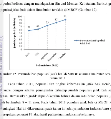 Gambar 12  Pertumbuhan populasi jalak bali di MBOF selama lima bulan terakhir 