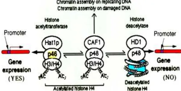Fig 3. Essential regions of the RbAp46 for interaction with histone H2B and H4, and HAT-1 