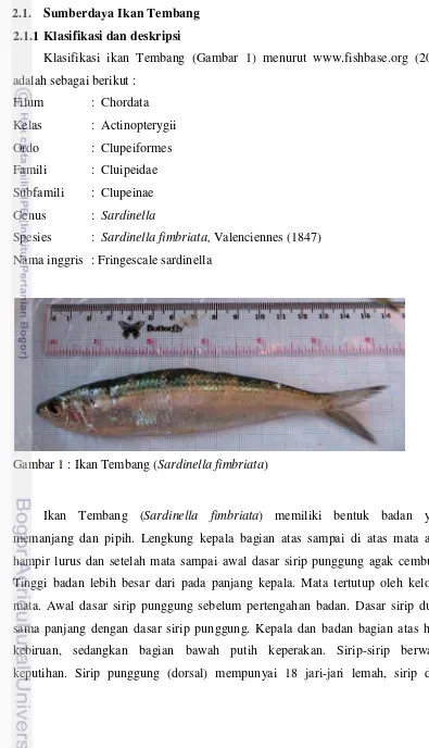 Gambar 1 : Ikan Tembang (Sardinella fimbriata) 