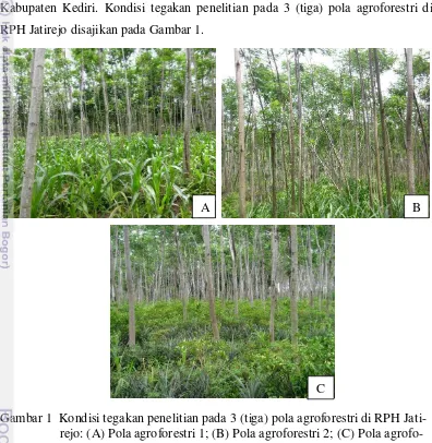 Gambar 1  Kondisi tegakan penelitian pada 3 (tiga) pola agroforestri di RPH Jati- 
