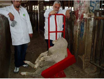 Figure 5: The modified trolley being trialled with Australian sheep in Jordan.  