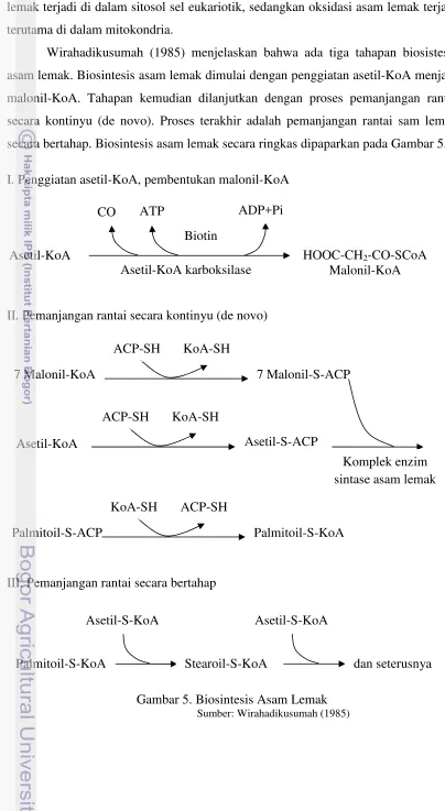 Gambar 5. Biosintesis Asam Lemak  