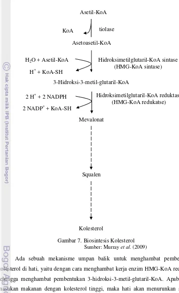 Gambar 7. Biosintesis Kolesterol et al.