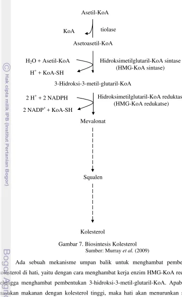 Gambar 7. Biosintesis Kolesterol et al.