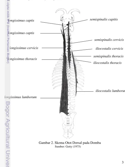 Gambar 2. Skema Otot Dorsal pada Domba 