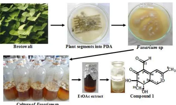 Fig 1. Isolation of the compound from ethyl acetate extract of Fusarium sp. from the leaves of brotowali
