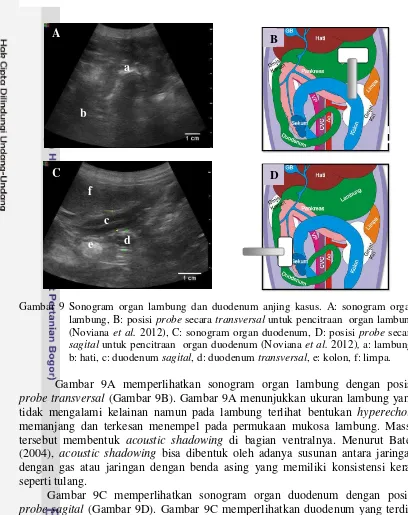 Gambar 9 Sonogram organ lambung dan duodenum anjing kasus. A: sonogram organ 