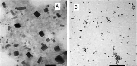 Fig 5. TEM image for Au/alginate nanocomposite synthesized at alginate concentration of 0.075%(w/v) (A) and0.25%(w/v) (B)