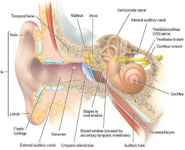 Gambar 2.1. Anatomi Telinga Secara Umum (Tortora, 2008) 