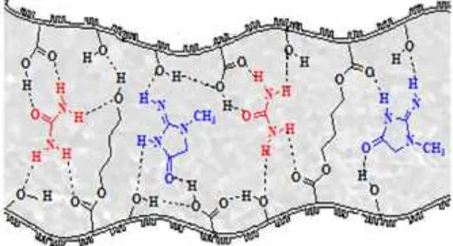 Fig 13. Proposed interaction of urea-creatinine with thebutanediol-alginate ester membrane through hydrogenbond