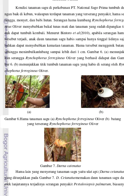 Gambar 6.Hama tanaman sagu (a)  Rynchophorus ferregineus Oliver (b)  batang 