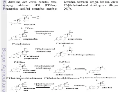 Gambar 3 Biosintesis androgen (Murray et al. 2003) 