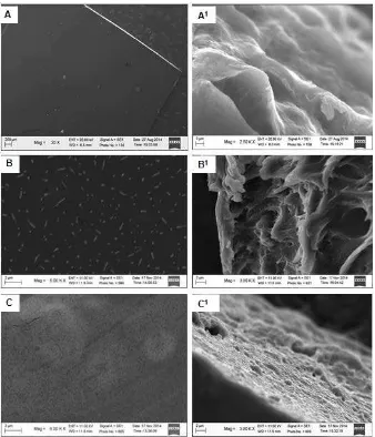 Fig 7. SEM images of film surface of PVA (A), PVA+Nanocellulose (B), PVA+Nanocellulose+Glycerol (C) 