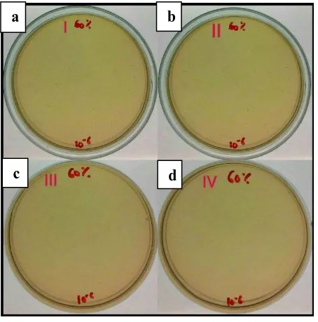 Gambar 19.Hasil uji bahan coba konsentrasi 50% yang menunjukkan hasil adanya pertumbuhan bakteri pada (a) replikasi I sebanyak 1x107CFU/ml, (b) replikasi II, III, dan IV masing-masing sebanyak 2x107CFU/ml