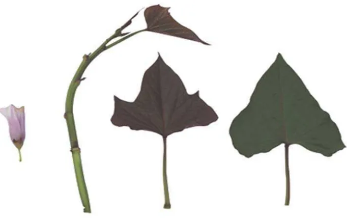 Gambar 2. Daun, batang dan bunga tanaman ubi jalar varietas Antin-1 Sumber: Koleksi pribadi  