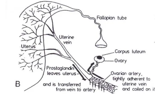 Gambar 6 Vaskularisasi utero-ovarian pada kambing dan rute perjalanan PGF 2α (Peters 