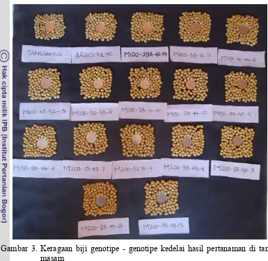 Gambar 3. Keragaan biji genotipe - genotipe kedelai hasil pertanaman di tanah 