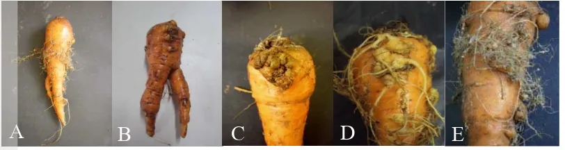 Gambar 6  Tipe puru pada perakaran wortel: puru bulat pada akar rambut (hairy 