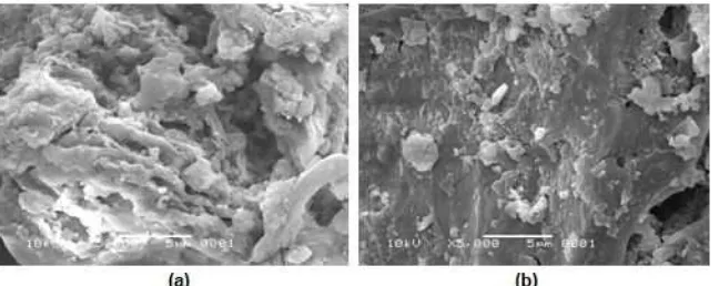 Fig 7. SEM micrographs of the purified HA (a) before and (b) after being used to remove AuCl from aqueous4-solution
