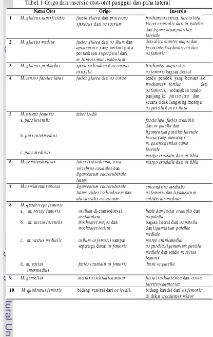 Tabel 1 Origo dan insersio otot-otot panggul dan paha lateral