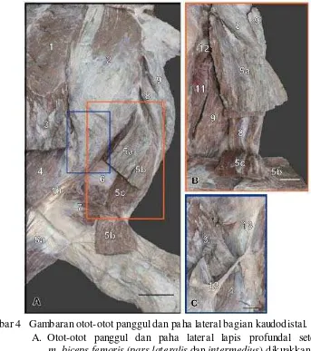Gambar 4   Gambaran otot-otot panggul dan paha lateral bagian kaudodistal. 