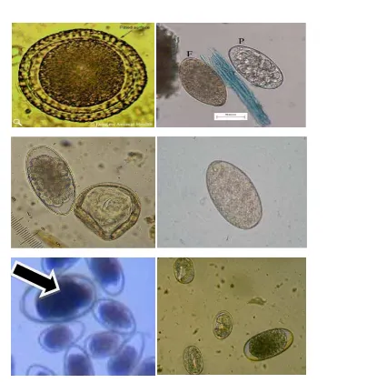 Gambar 6 Beberapa jenis telur cacing yang sering ditemukan pada ruminansia (Perbesaran 400×) (kiri-kanan): 1) Telur Toxocara  2) Telur Fasciola hepatica (F); Telur Paramphistomum cervi (P) 3) Telur Trichostrongylid (kiri); Telur Moniezia (kanan) 4) Telur Fasciola gigantica  5) Telur Nematodirus  6) Telur Strongyloides (kecil) dan Strongylid (besar) (Sumber: RVC 2012; De Waal 2010; Scheuerle 2009; Goral 2011; Peebles 2008; Miller & Gipson 2003) 