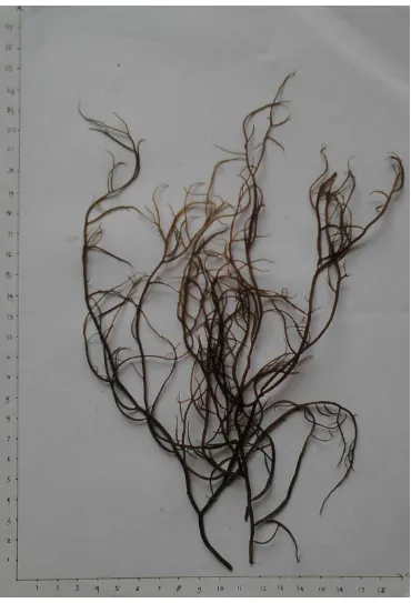 Gambar 1. Talus Segar Rumput Laut Gracilaria verrucosa (Hudson) Papenfus