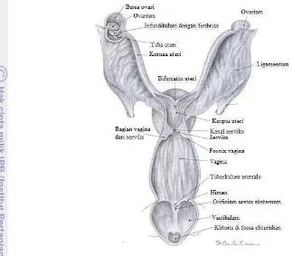 Gambar 4 Tipe uterus pada anjing (Modifikasi dari Schatten dan Rosenfeld 2007).  
