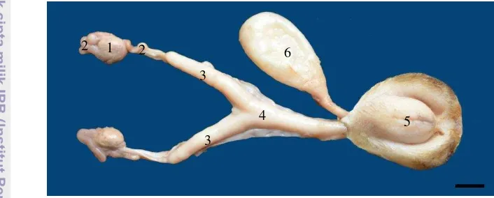 Gambar 5 Organ urogenitalia musang luak betina terdiri atas (1) ovarium, (2) tuba 