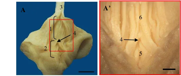 Gambar 6 (A) Gambaran makroanatomi (1) vagina, (2) vestibula, (3) serviks, dan   