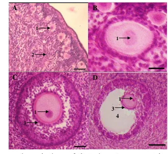Gambar 8 Tahap perkembangan folikel pada ovarium musang luak yaitu (A) 