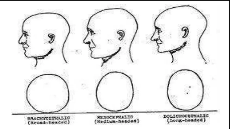 Gambar 3. Bentuk morfologi wajah  manusia 