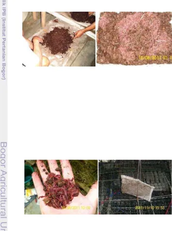 Gambar 25 Pemisahan cacing tanah dari wadah utama.