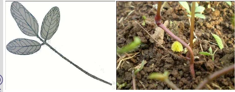 Gambar 1. Helai daun kacang bogor berbentuk lanset, trifoliate (kiri) dan bunga 
