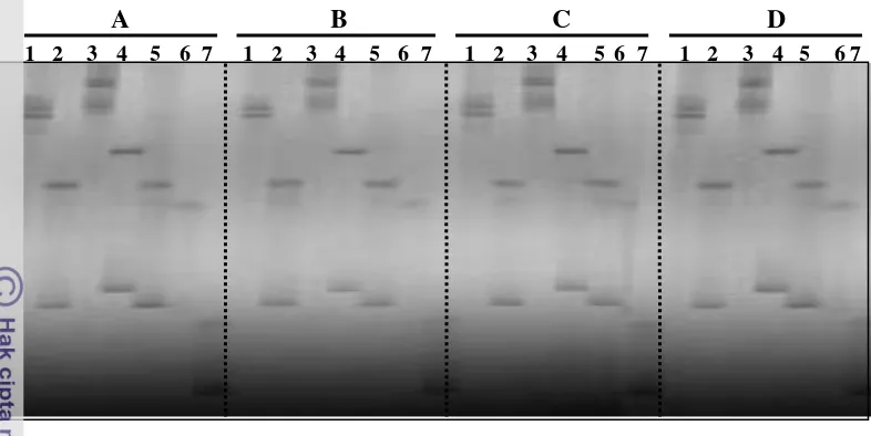Gambar 6  Representasi elektroferogram pemisahan hasil amplifikasi PCR dengan 