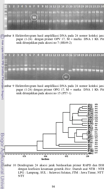 Gambar 8 Elektroferogram hasil amplifikasi DNA pada 24 nomor koleksi jarak 