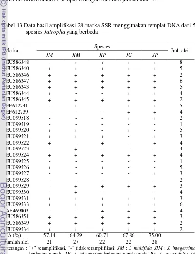 Tabel 13 Data hasil amplifikasi 28 marka SSR menggunakan templat DNA dari 5 