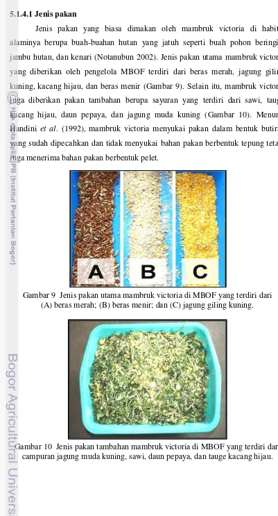 Gambar 10  Jenis pakan tambahan mambruk victoria di MBOF yang terdiri dari campuran jagung muda kuning, sawi, daun pepaya, dan tauge kacang hijau